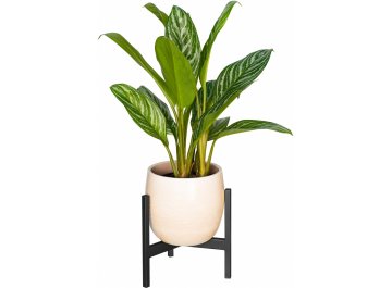 Цветочница Агния 10