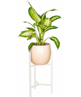 Цветочница Агния 30