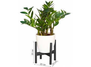 Цветочница Oxalis 20