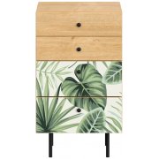 monstera / робиния брэнсон