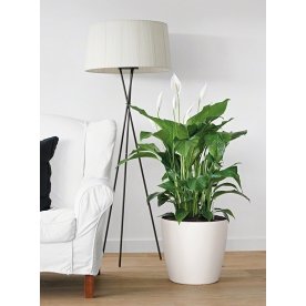 Кашпо Lechuza 13223 CLASSICO Color 35