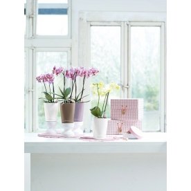 Кашпо Lechuza 14950 MINI-DELTINI