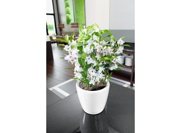 Кашпо Lechuza 16100 CLASSICO LS 50