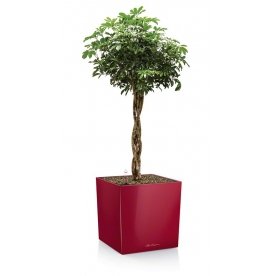 Кашпо Lechuza 16369 CUBE 40