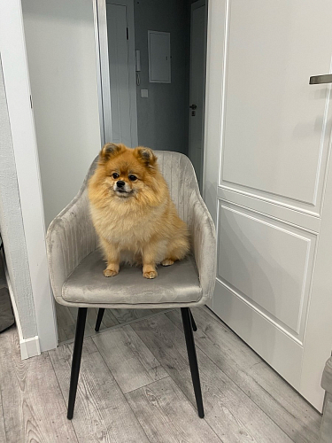 Стул на металлокаркасе Slam светло-серый фото покупателя 4