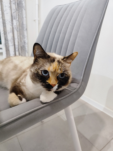 Стул на металлокаркасе Седа К крутящийся светло-серый / белый фото покупателя 115