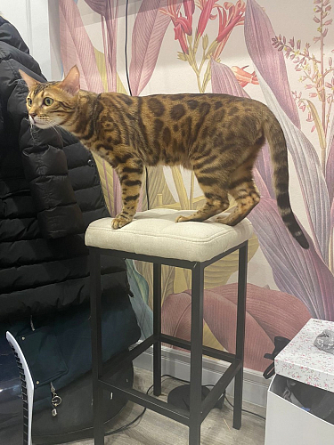 Барный стул Лофт ткань канди крем / черный матовый фото покупателя 81