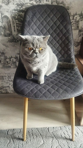 Стул на металлокаркасе Capri dark beige / white фото покупателя 11