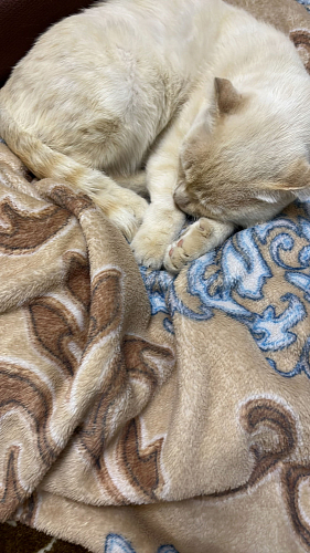 Офисное кресло Zero/Зеро белый фото покупателя 281