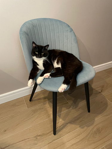 Стул на металлокаркасе Gabi latte / gold / black фото покупателя 325