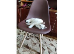 Пластиковый стул Eames PC-015 orange фото покупателя 424