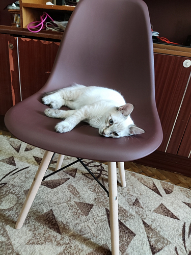 Стул Eames PC-015 белый фото покупателя 423