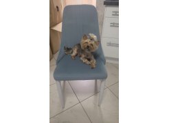 Стул на металлокаркасе Kora green / black фото покупателя 157