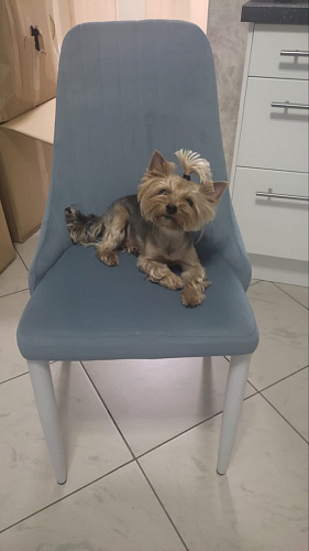 Стул на металлокаркасе Kora green / black фото покупателя 157