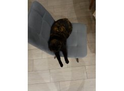 Стул на металлокаркасе Чилли розовый / черный каркас фото покупателя 528