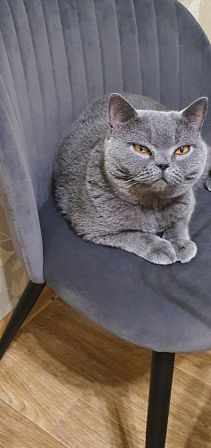 Стул на металлокаркасе Gabi 1 beige / black фото покупателя 856