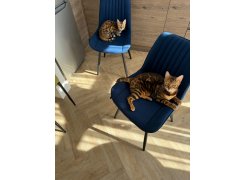 Стул на металлокаркасе Вейв светло-серый (hl 63) / 10К черный каркас фото покупателя 55