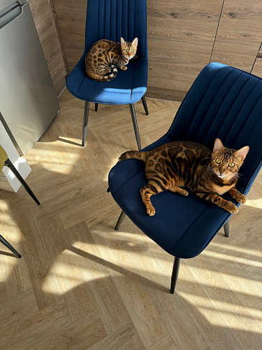 Стул на металлокаркасе Седа К латте / черный фото покупателя 55