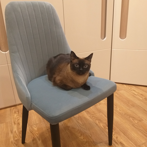 Стул на металлокаркасе Kora green / black фото покупателя 159