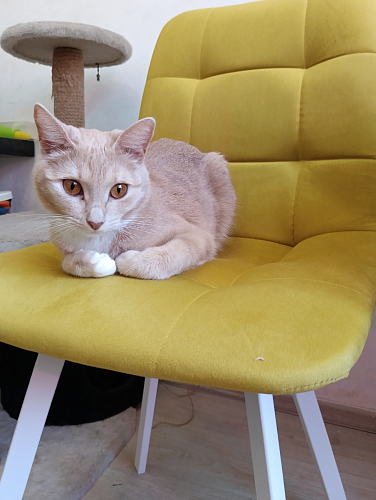 Стул на металлокаркасе Чилли синий / белый фото покупателя 1218