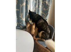 Стул на металлокаркасе Gabi 1 gray / black фото покупателя 75