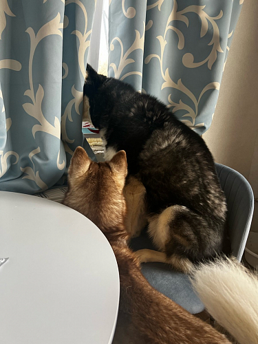 Стул на металлокаркасе Gabi 1 light purple / black фото покупателя 75