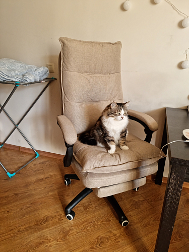 Компьютерное кресло Rapid серое фото покупателя 227