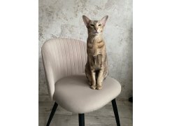 Стул на металлокаркасе Gabi green / black фото покупателя 289