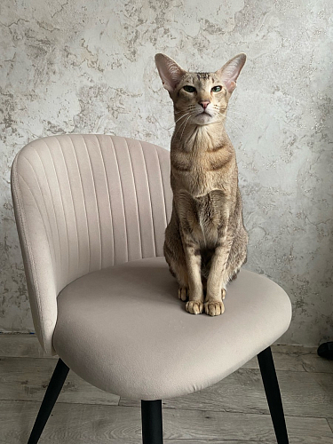 Стул на металлокаркасе Gabi latte / gold / black фото покупателя 289