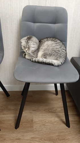 Стул на металлокаркасе Чилли горчичный / черный фото покупателя 1454