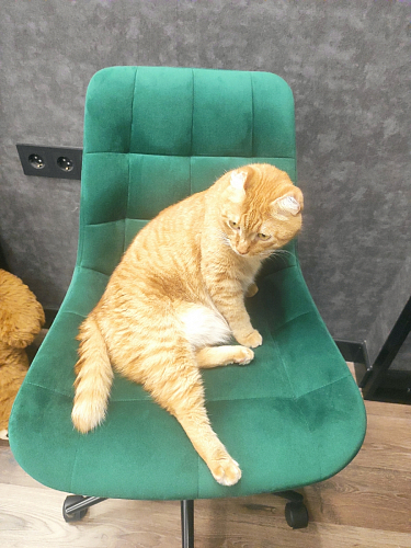 Компьютерное кресло Честер темно-серый велюр velutto 32 / белый фото покупателя 57