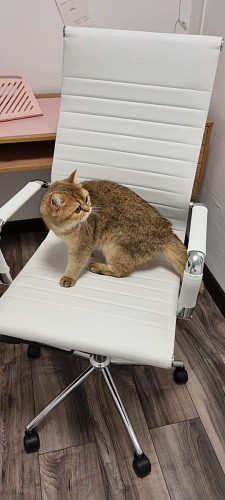 Компьютерное кресло Reus белая сетка / хром фото покупателя 68