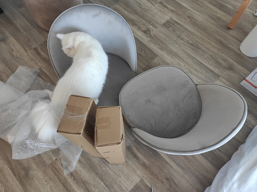 Стул Dodo синий фото покупателя 43