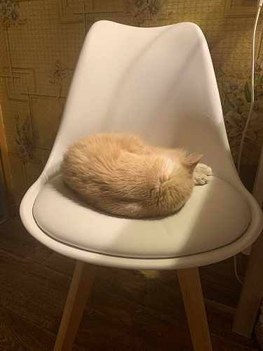 Деревянный стул Bonuss dark gray фото покупателя 10