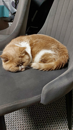 Стул на металлокаркасе Kora light purple / black фото покупателя 225