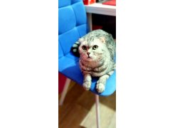 Стул на металлокаркасе Чилли розовый / черный каркас фото покупателя 285