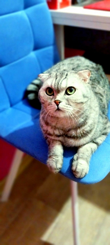 Стул на металлокаркасе Чилли К темно-серый (velutto 32) / черный фото покупателя 285