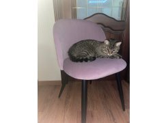 Стул на металлокаркасе Gabi gray / black фото покупателя 762