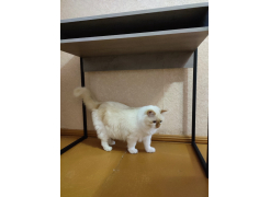 Письменный стол Лео Лофт бетон / черный матовый фото покупателя 53