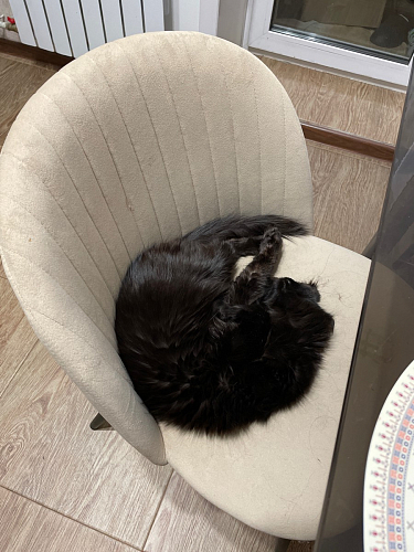 Стул на металлокаркасе Gabi gray / black фото покупателя 738