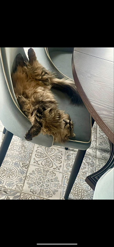 Стул на металлокаркасе Kora green / black фото покупателя 193