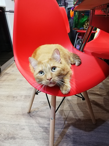 Стул Eames PC-015 blue фото покупателя 127