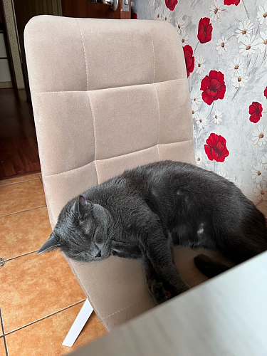 Стул на металлокаркасе Чилли бежевый / белый каркас фото покупателя 1100