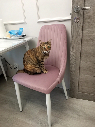 Стул на металлокаркасе Kora light blue / white фото покупателя 187