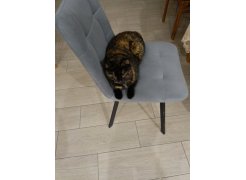 Стул Чилли 2 темно-серый  / черный фото покупателя 526