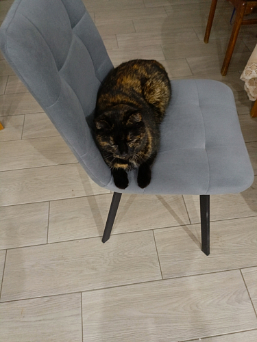 Стул на металлокаркасе Чилли синяя ткань / белый фото покупателя 526