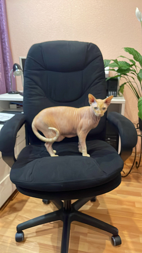 Компьютерное кресло Comfort Lux/Комфорт Люкс серый фото покупателя 62