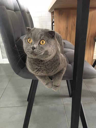 Стул на металлокаркасе Чилли бежевый / белый каркас фото покупателя 1001