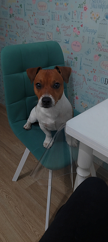 Стул на металлокаркасе Чилли К кирпичный / черный фото покупателя 56