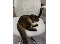 Компьютерное кресло Aragon dark grey  - Уцененный экземпляр фото покупателя 87